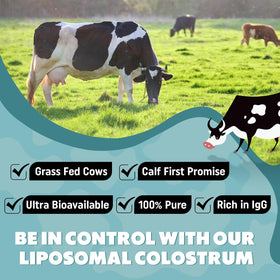 Colostrum bovin Marafiki mélangé dans un smoothie