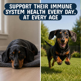 Complément alimentaire pour chiens, format croquettes