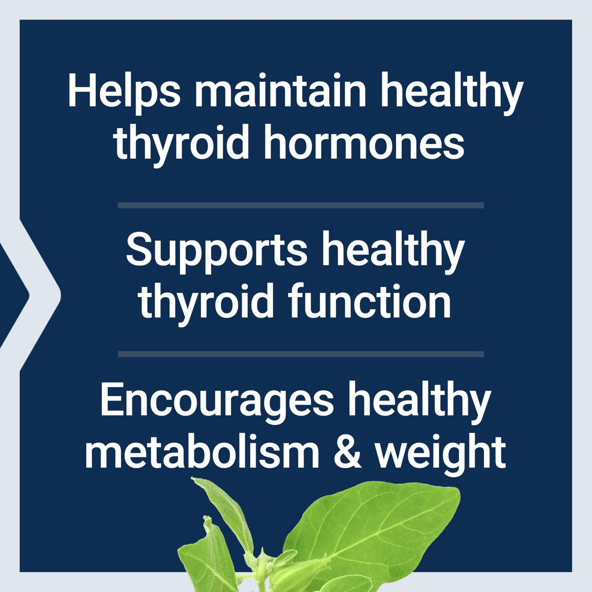Complexe de Soutien Thyroïdien Life Extension 60 capsules avec ingrédients