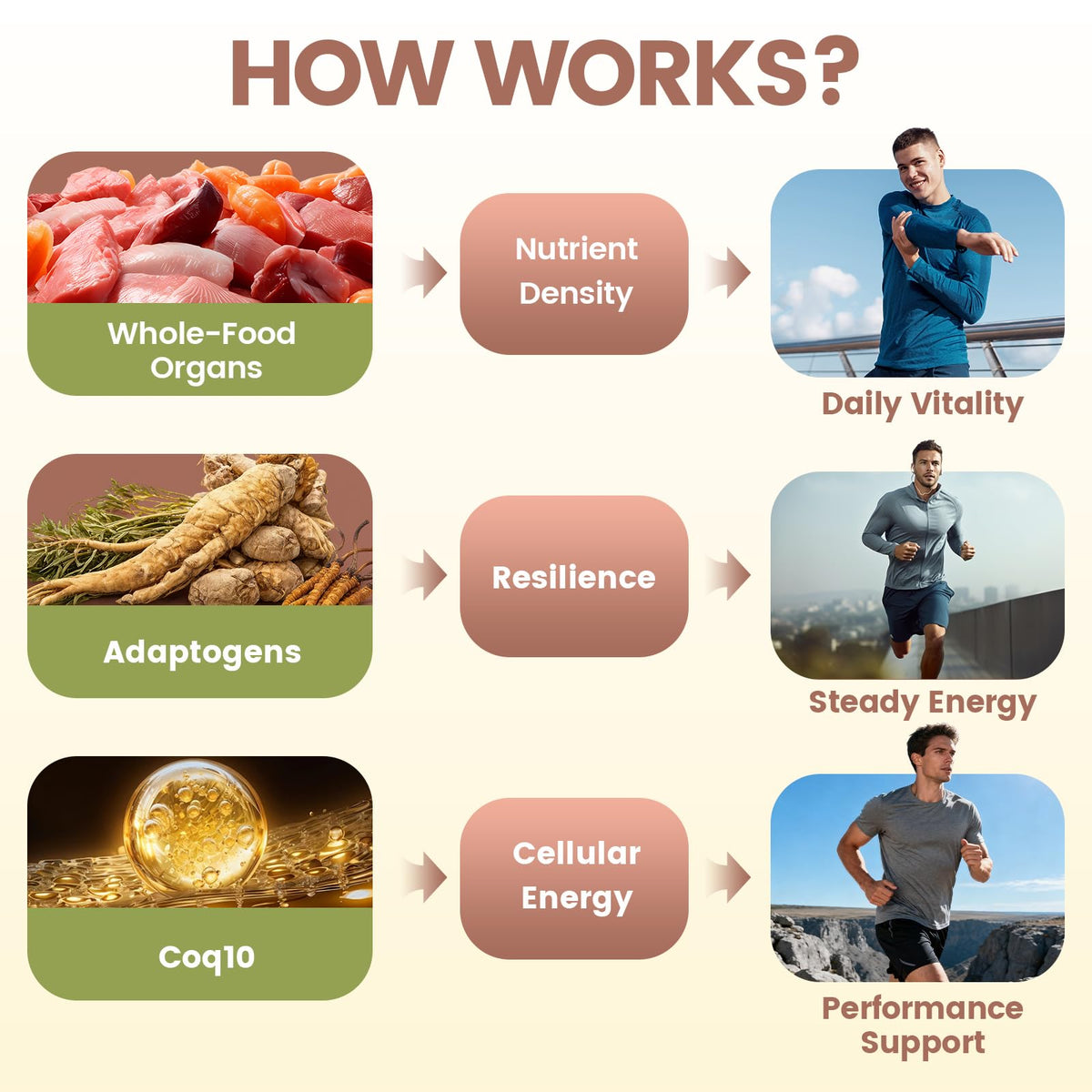 Composition des capsules de foie de boeuf HOLINFRE