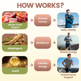 Composition des capsules de foie de boeuf HOLINFRE