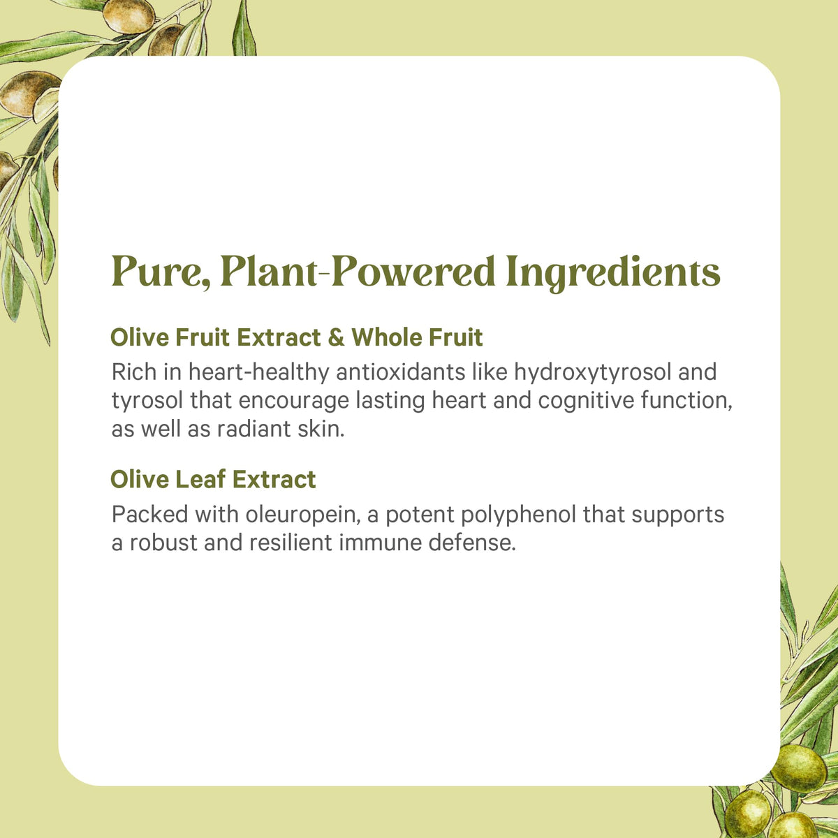 Composition des ingrédients de PURE SYNERGY Extrait d'Olive