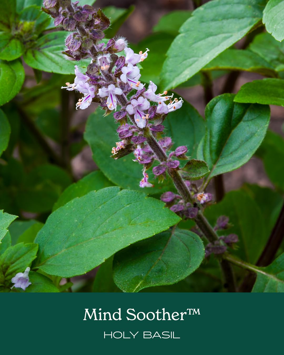 Composition du complément alimentaire Mind Soother d'Herb Pharm