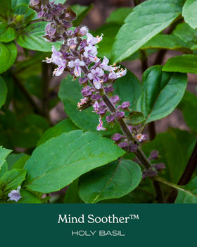 Composition du complément alimentaire Mind Soother d'Herb Pharm