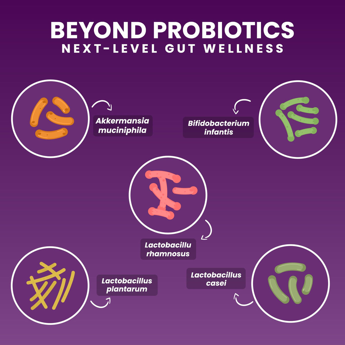 Comprimés Akkermansia NEXT-MICROBIOME sur une table en bois