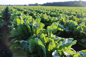 Comprimés d'acide folique B12 Standard Process avec étiquette en détail