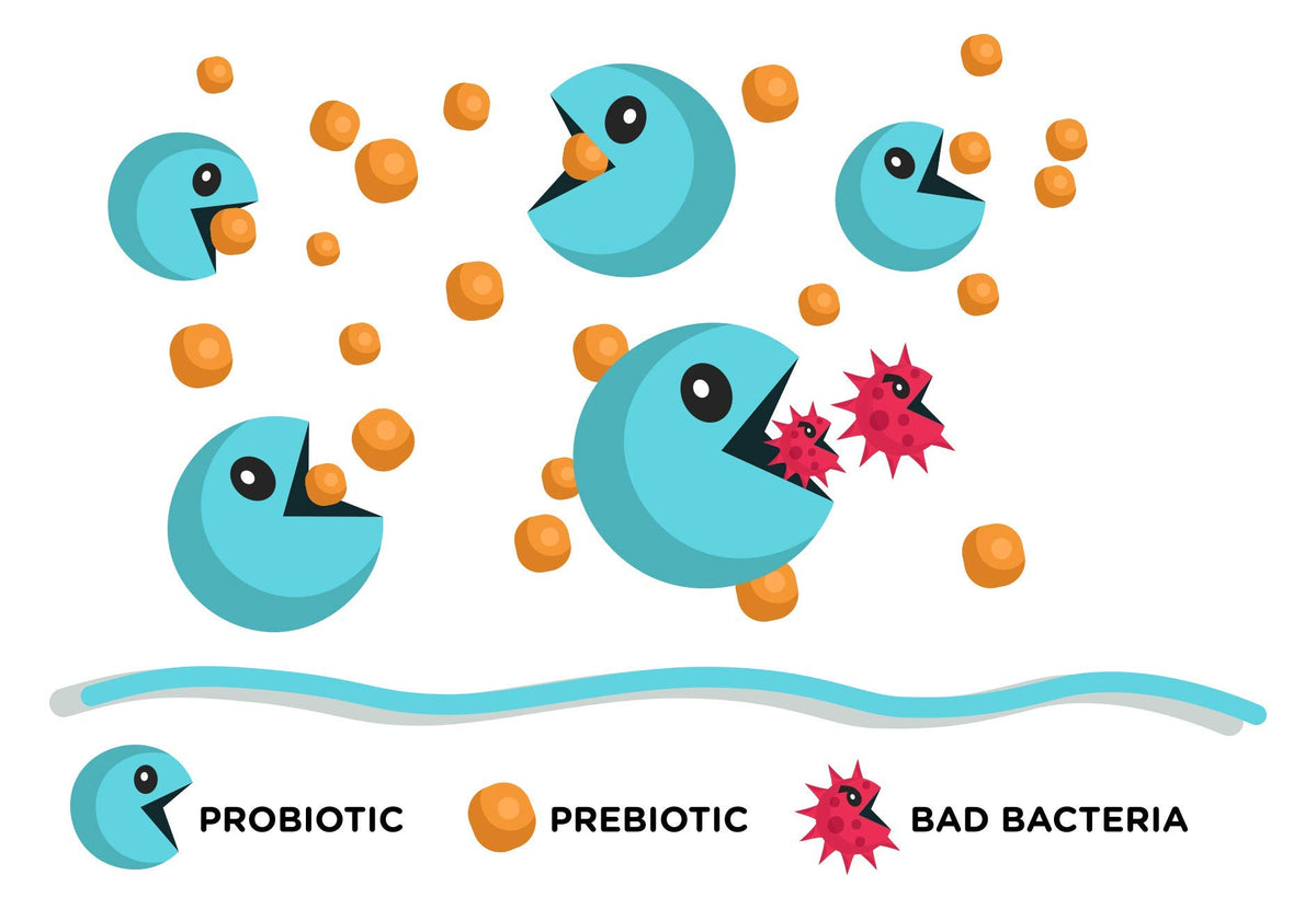 Comprimés Olympian Labs Lean & Pure prébiotique et probiotique en vue de près
