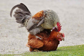 Coq en bonne santé avec Farmalab B12 B15 en arrière-plan