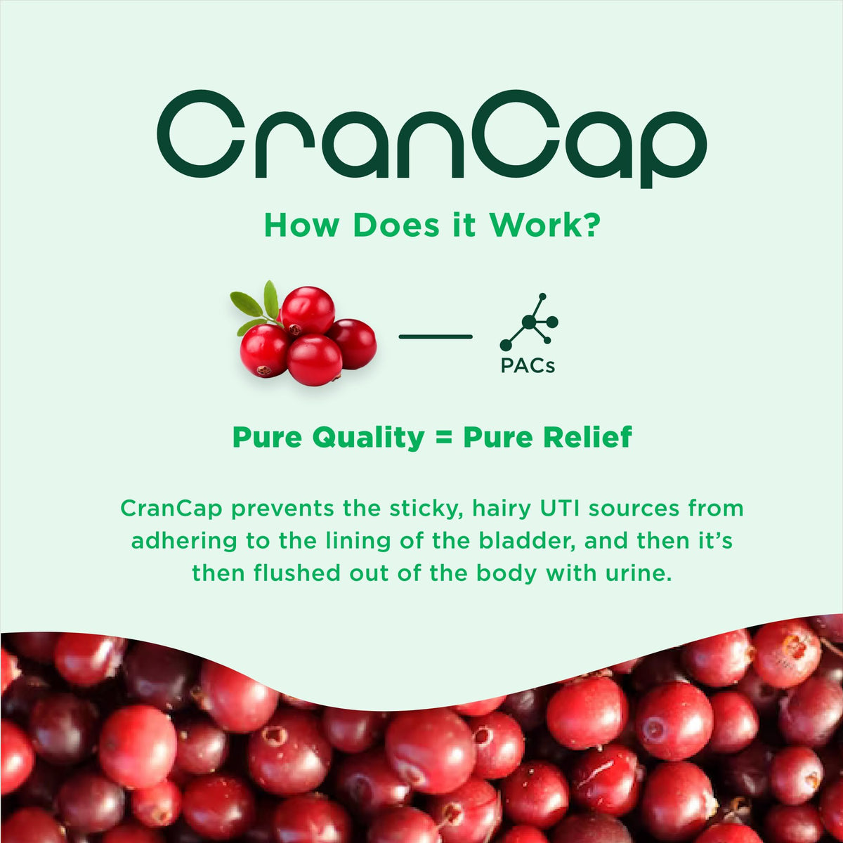CranCap Complément Alimentaire Cranberry 36mg PACs - flacon ouvert avec capsules visibles