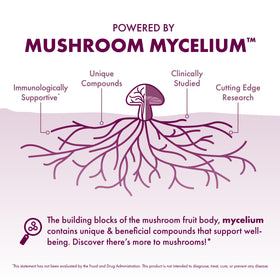 Cuillère avec de la poudre MycoBotanicals sur une table