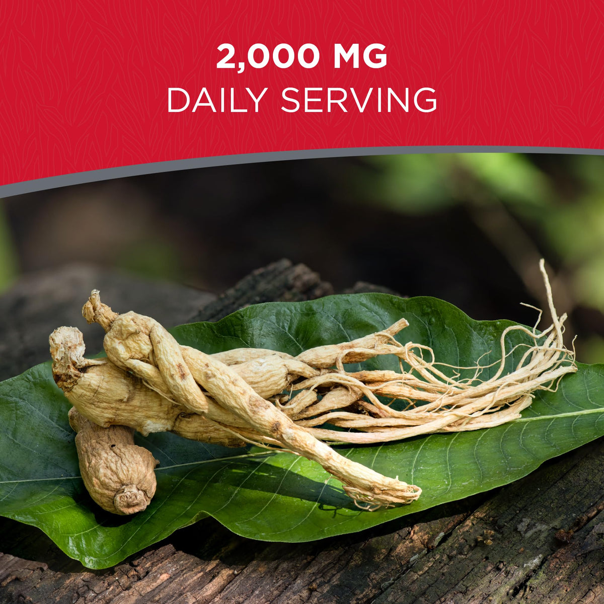 Dairyland Ginseng Racines près d'une tasse de thé