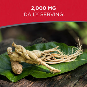 Dairyland Ginseng Racines près d'une tasse de thé