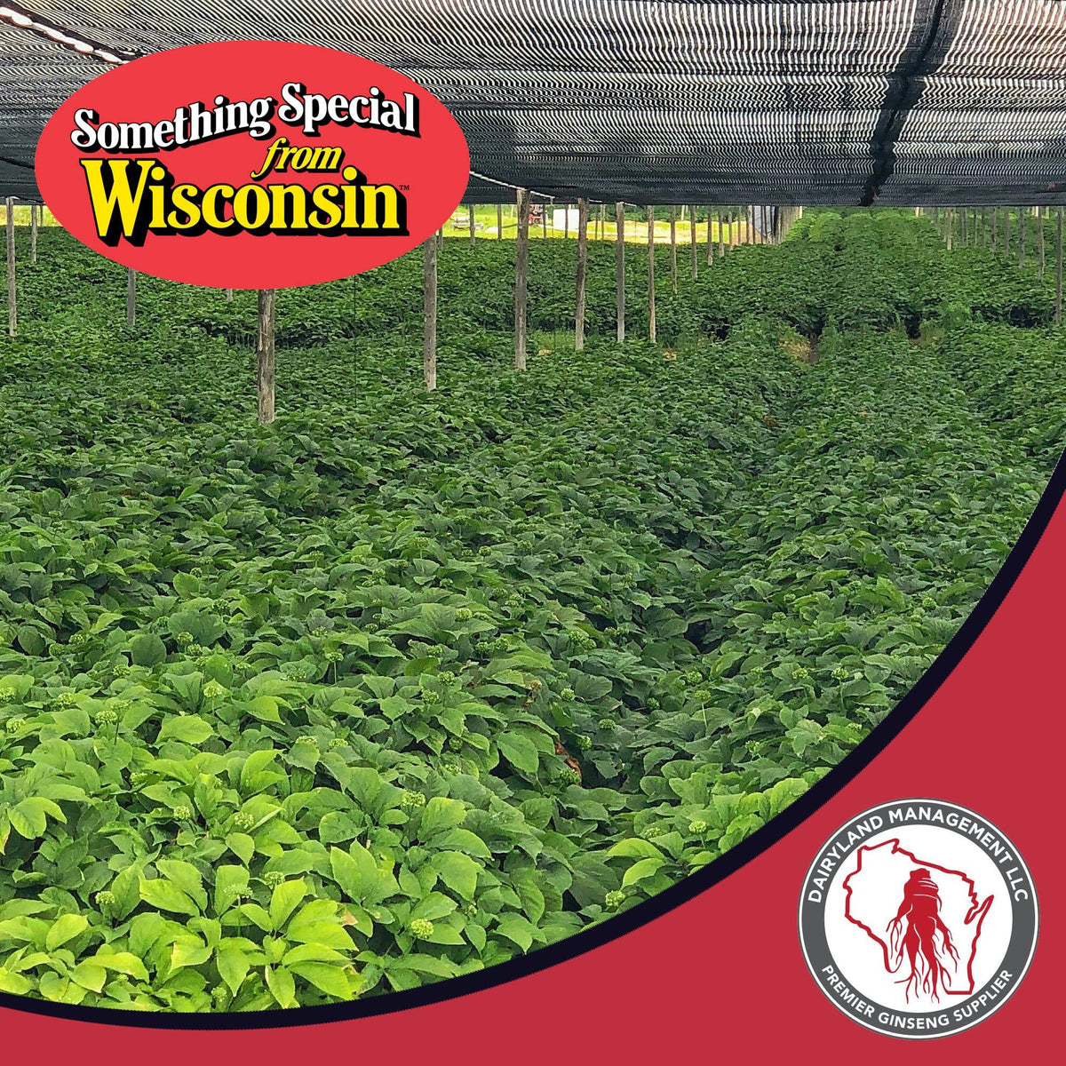 Dairyland Ginseng Tea Bags thé au ginseng avec citron et miel