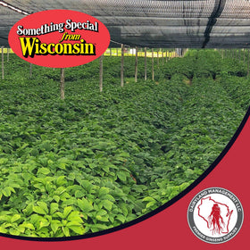 Dairyland Ginseng Tea Bags thé au ginseng avec citron et miel