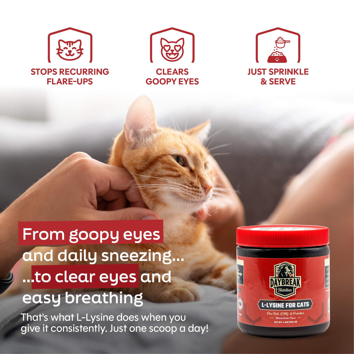 Daybreak Nutrition L-Lysine en poudre pour chats 900mg, utilisation avec nourriture