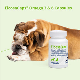 Dechra EicosaCaps boîte ouverte avec capsules visibles
