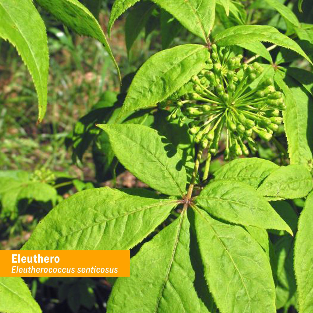Détail de l'étiquette de l'extrait liquide d'éleuthéro Herb Pharm