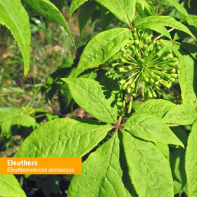 Détail de l'étiquette de l'extrait liquide d'éleuthéro Herb Pharm