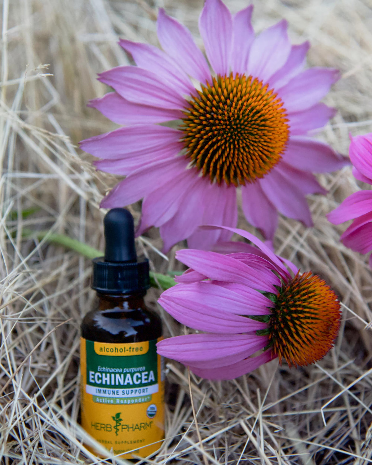 Détail de l'étiquette du flacon d'extrait d'Échinacée Herb Pharm