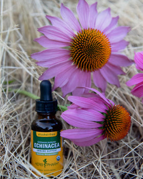 Détail de l'étiquette du flacon d'extrait d'Échinacée Herb Pharm