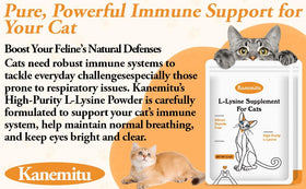 Détail de la poudre de L-Lysine pour Chats dans une cuillère
