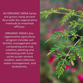 Détail de la poudre Triphala ORGANIC INDIA dans un bol