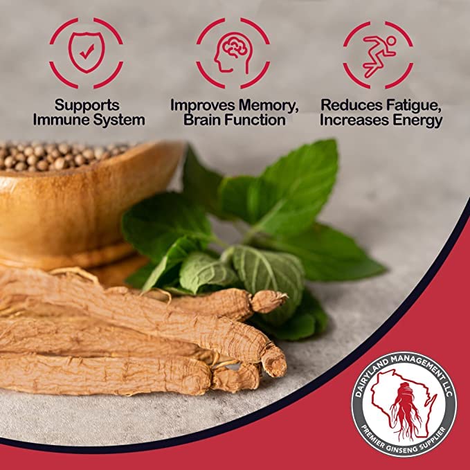 Détail de la racine de ginseng Panax rouge