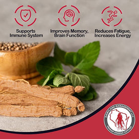 Détail de la racine de ginseng Panax rouge