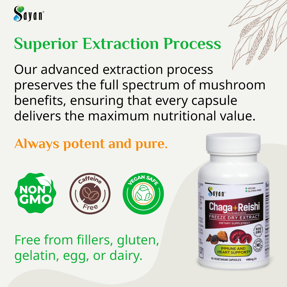 Détail des capsules de Chaga et Reishi Sayan, format 440mg
