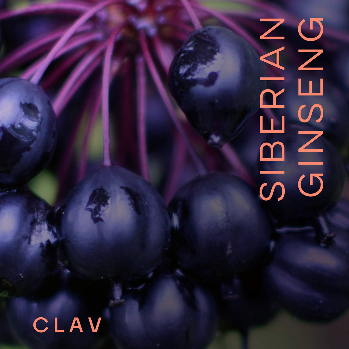 Détail des capsules de ginseng sibérien CLAV sur fond blanc