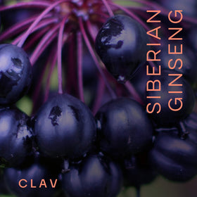 Détail des capsules de ginseng sibérien CLAV sur fond blanc