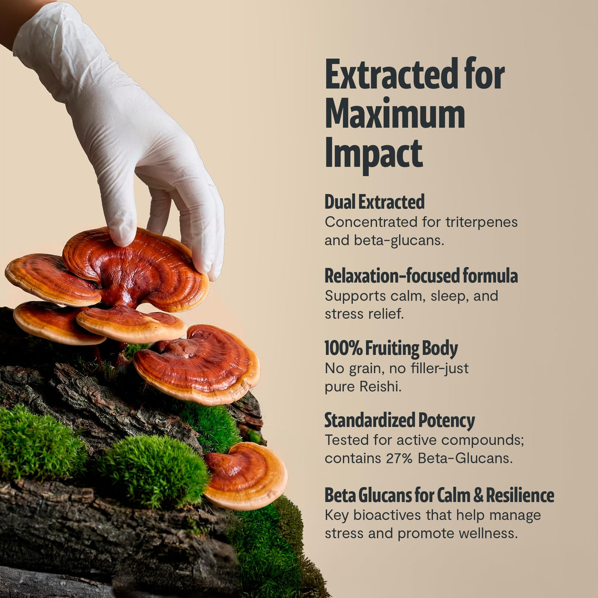 Détail des capsules de Reishi bio FreshCap Mushrooms