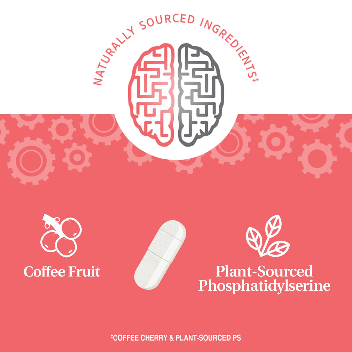 Détail des capsules de soutien cognitif 21st Century