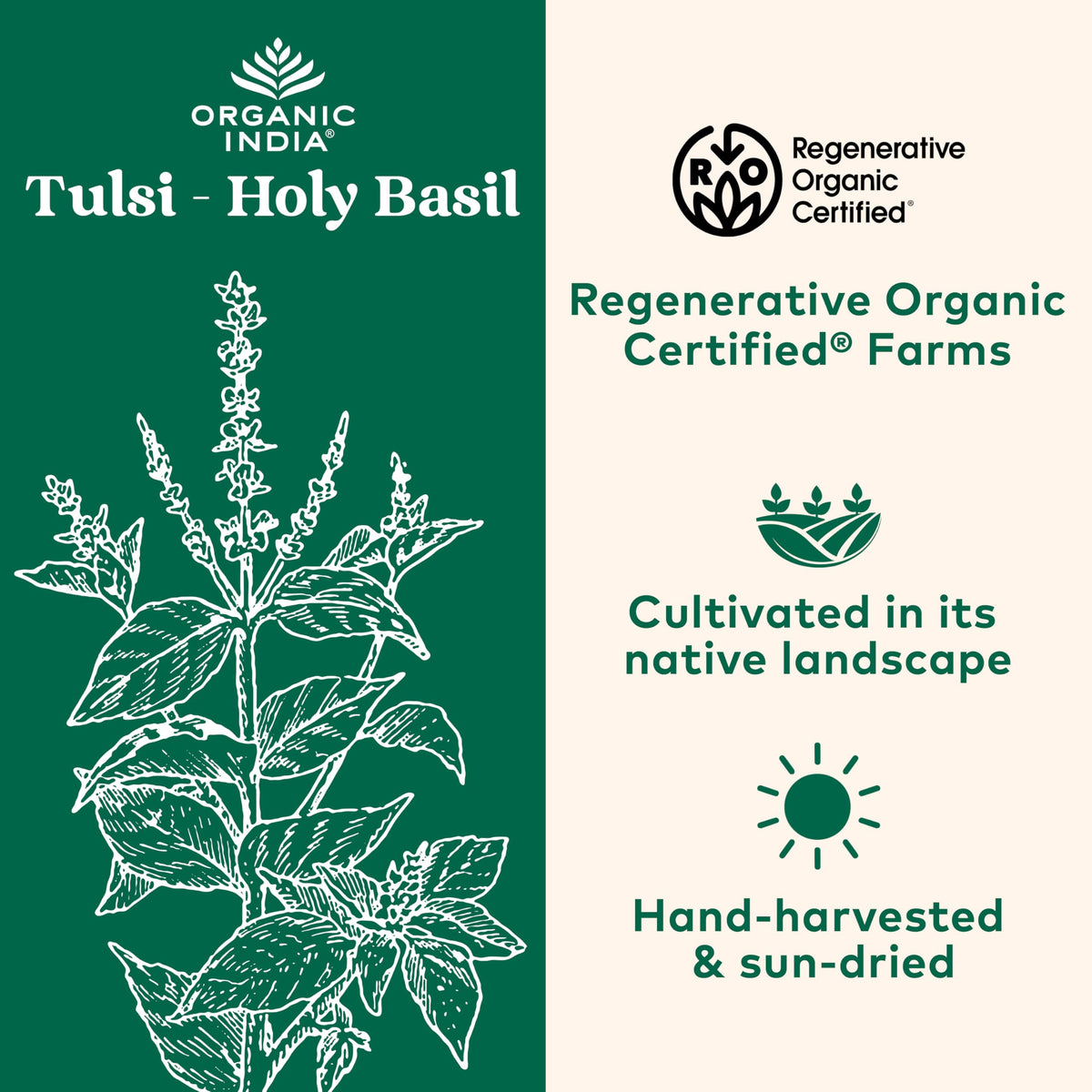 Détail des capsules de Tulsi ORGANIC INDIA