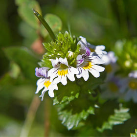 Détail des capsules Eyebright 100 g PURE ORIGINAL INGREDIENTS