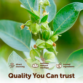 Détail des gélules d'Ashwagandha Micro Ingredients