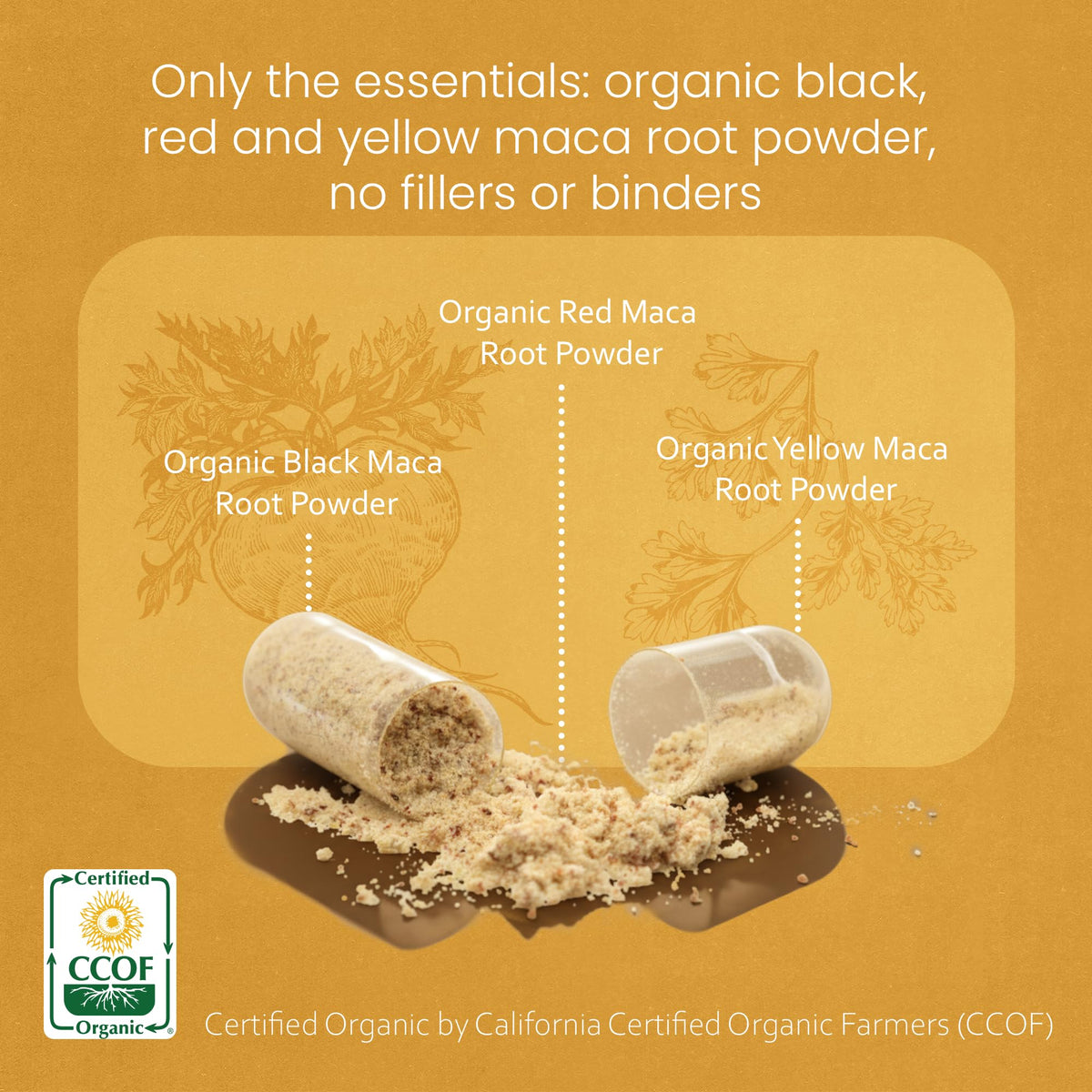 Détail des gélules de maca bio NaturaLife Labs