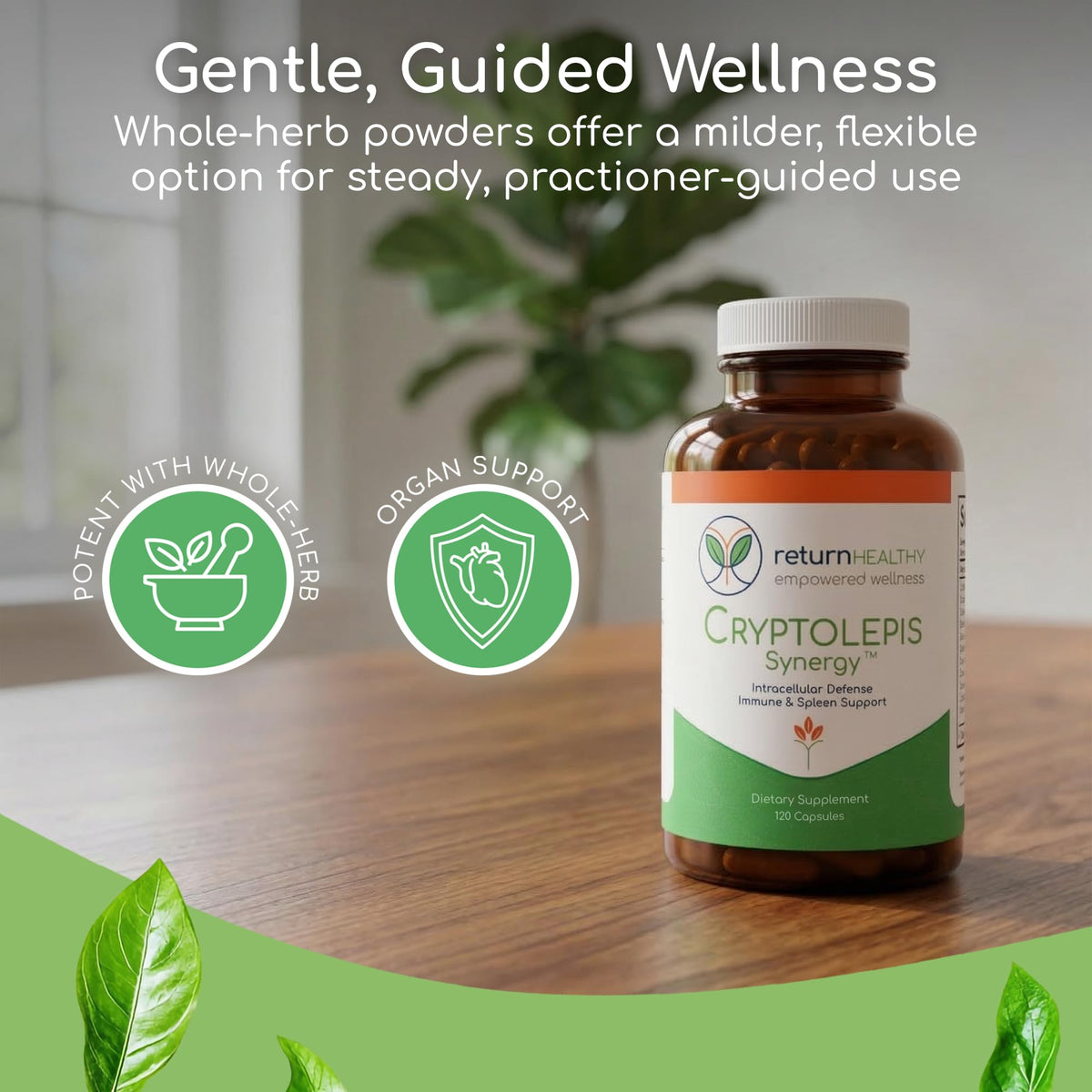 Détail des ingrédients de Cryptolepis Synergy Return Healthy