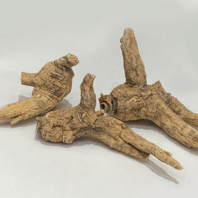 Détail des racines de ginseng américain Zen Ginseng