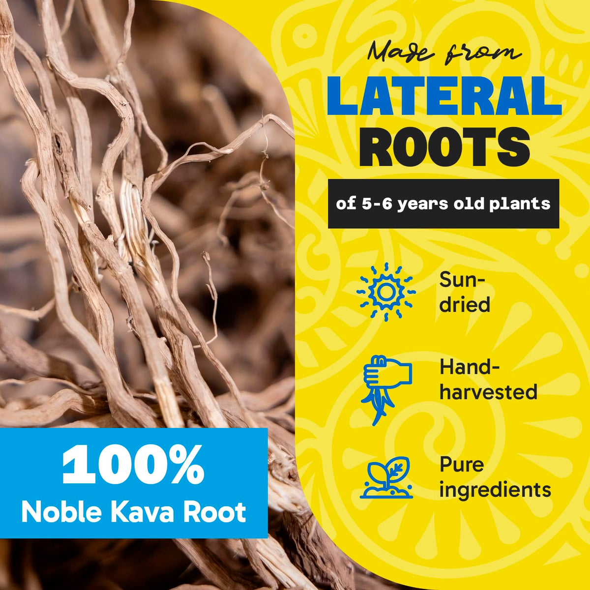 Détail des racines de kava utilisées dans la poudre