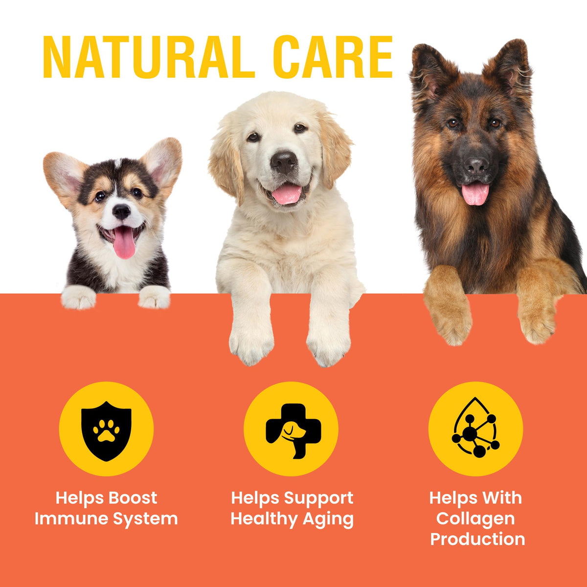 Détail du bouchon du flacon de vitamine C liquide pour chiens Special Breed
