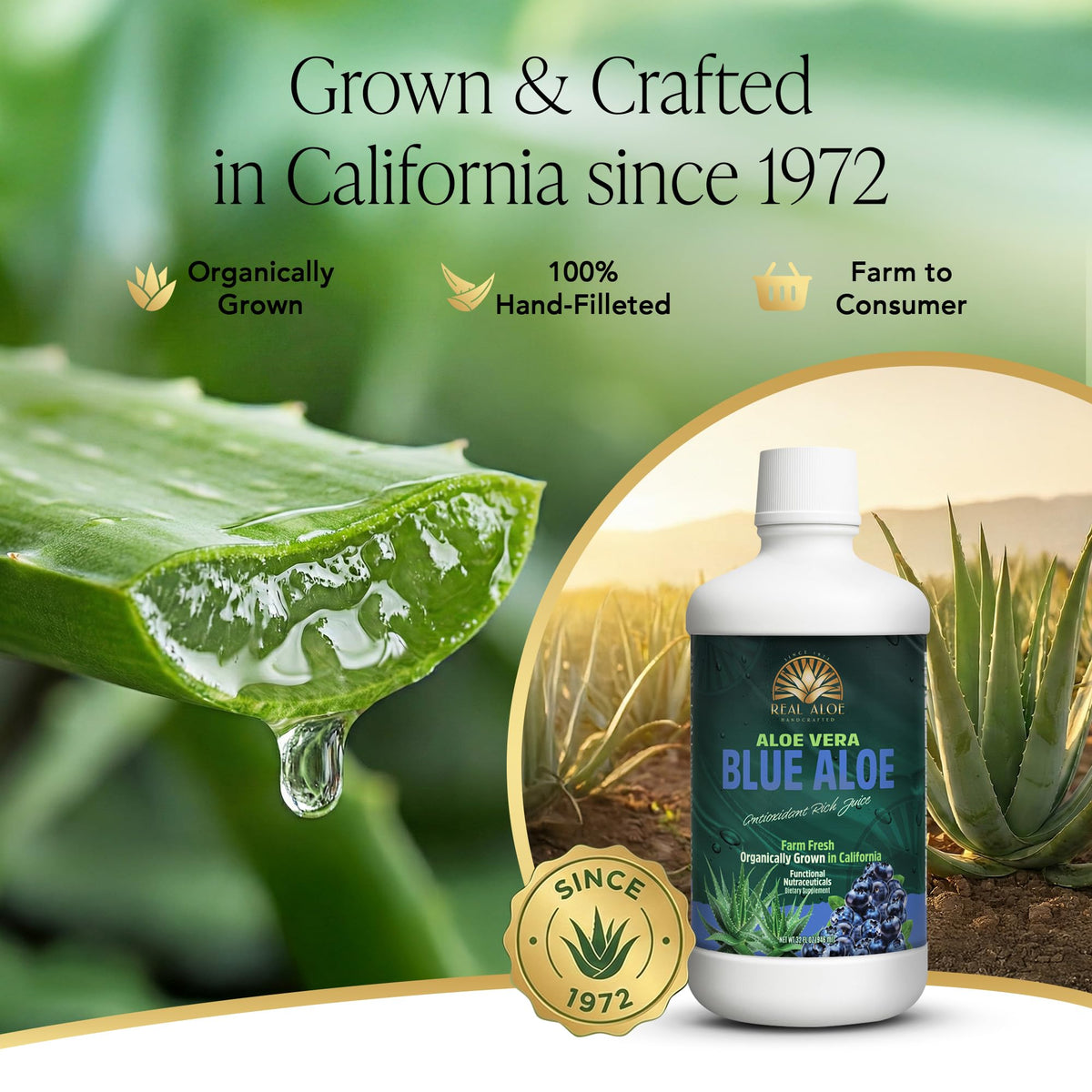 Détail du jus d'aloe vera bio Real Aloe avec myrtille