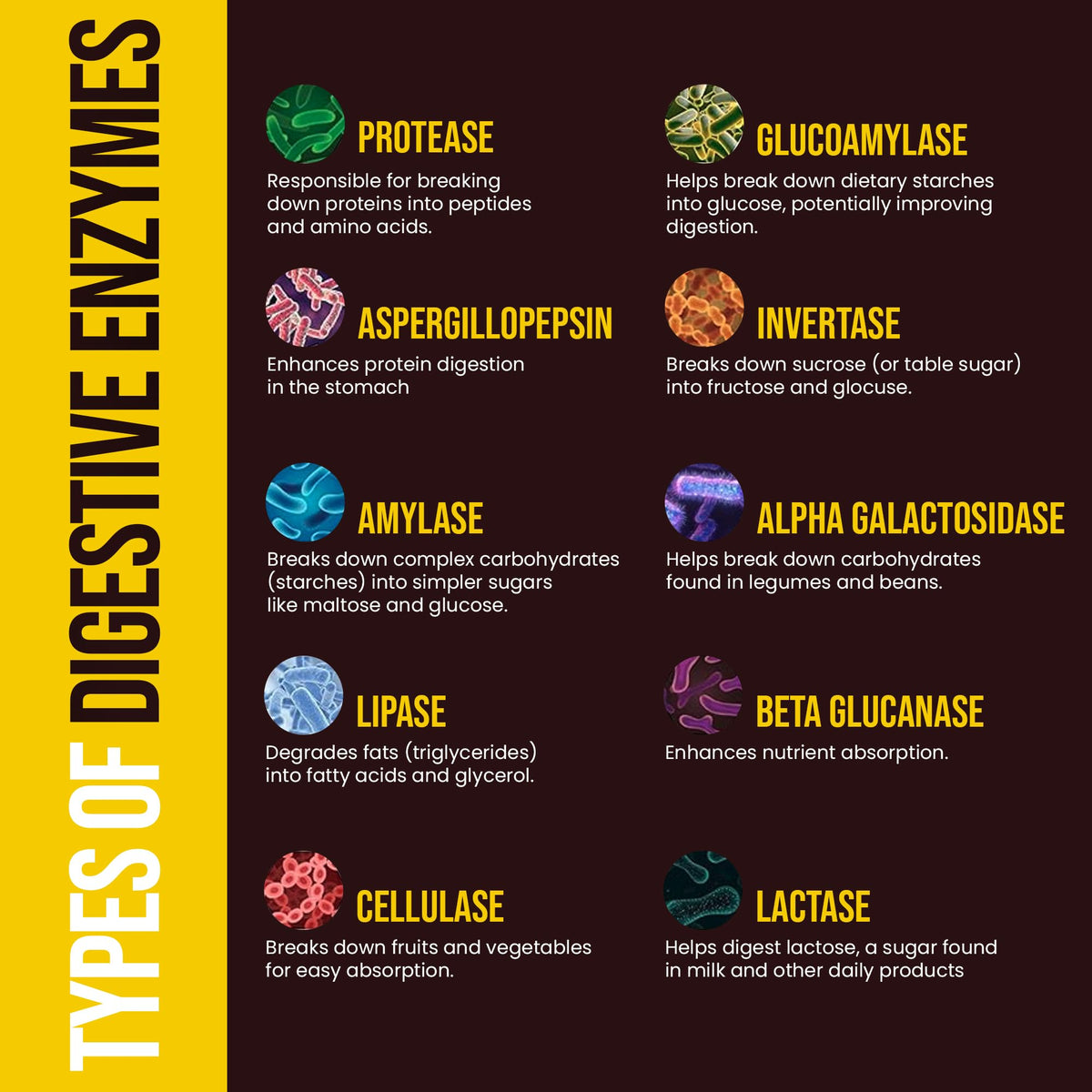 Détails de l'étiquette du flacon Peak Health Multi-Enzymes