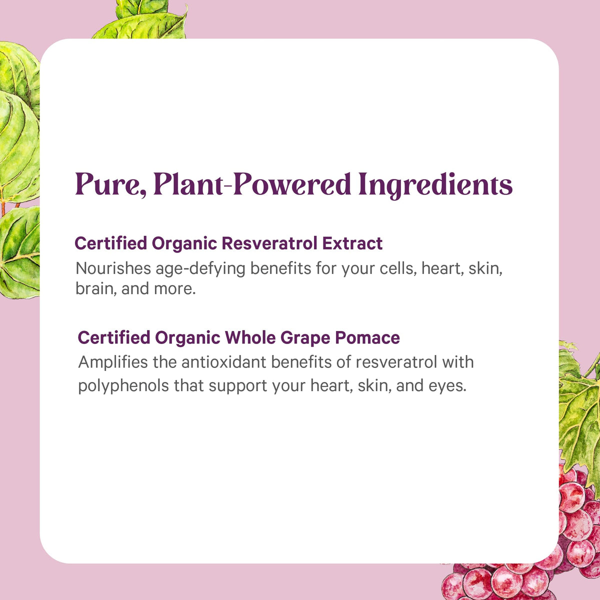 Détails des ingrédients de PURE SYNERGY SuperPure Resvératrol