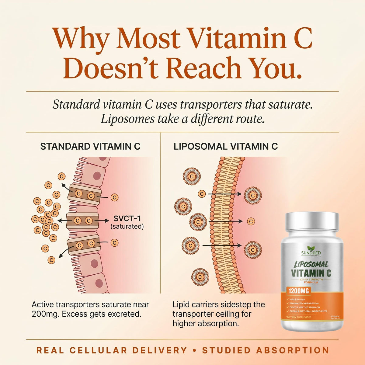 Détails des ingrédients de Sundhed Natural Vitamine C Liposomale