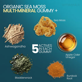 Détails des ingrédients des gummies de mousse irlandaise Vitamax