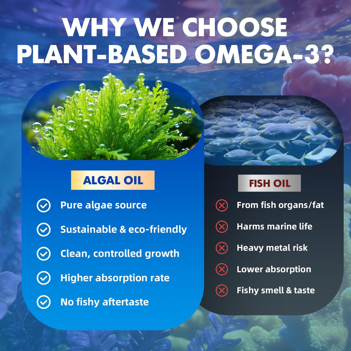 Détails des ingrédients des gummies Omega-3 Saajoor