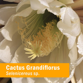 Détails du flacon d'extrait liquide de cactus grandiflorus Herb Pharm
