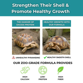 Détails du pack de soins pour tortues sulcata