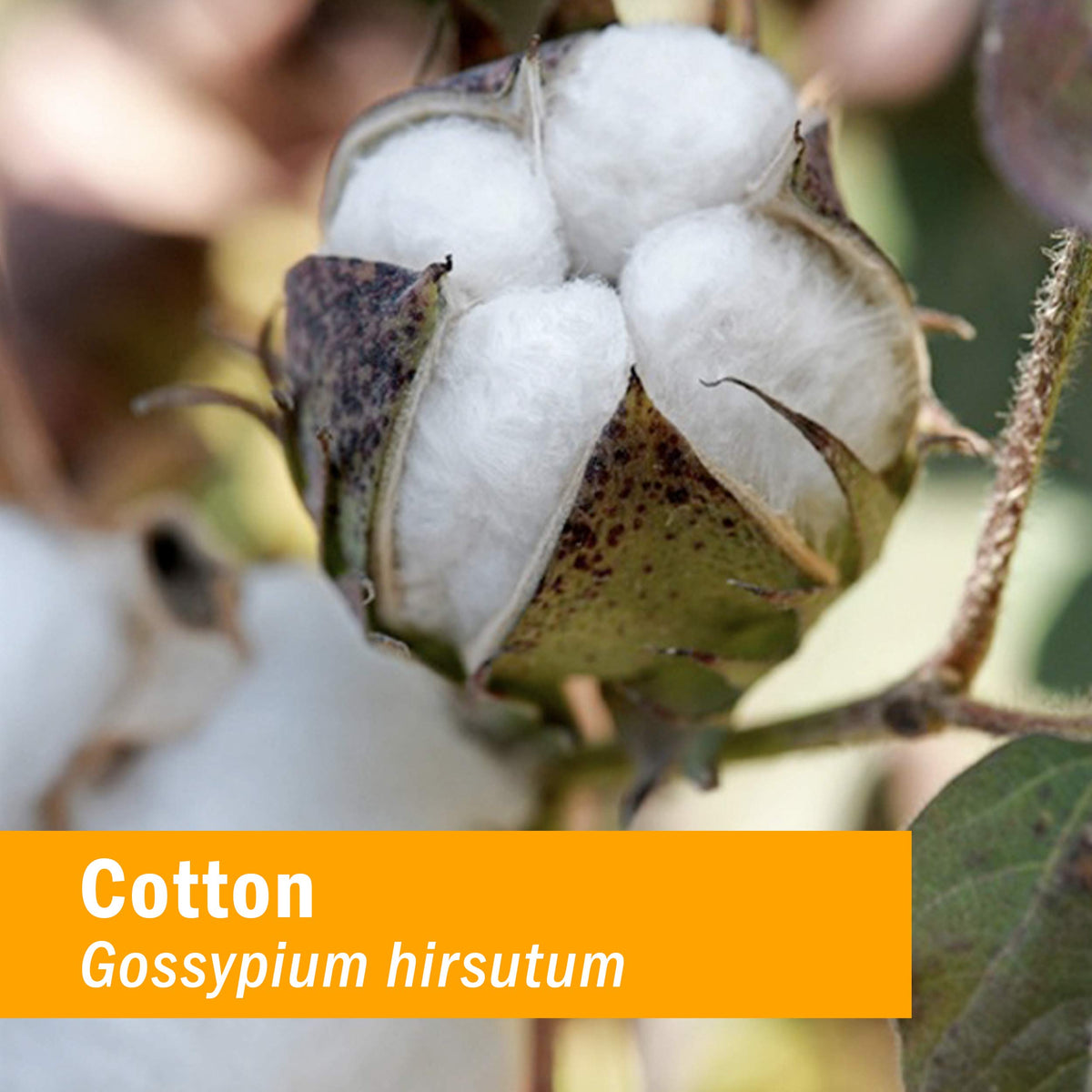 Détails sur l'étiquette de l'extrait de racine de coton Herb Pharm